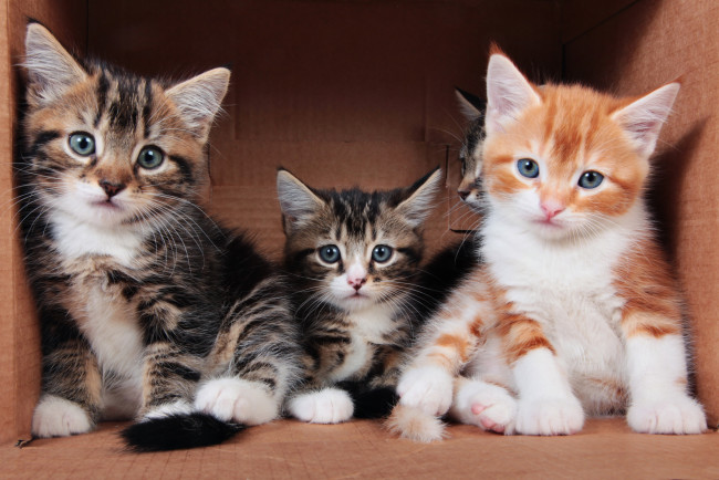 Обои картинки фото животные, коты, трио, кошки, коричневый, коробка, три, трое, рыжий, умники, полосатые, серые, фон, котята