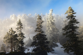 Картинка природа зима склон ель снег деревья небо