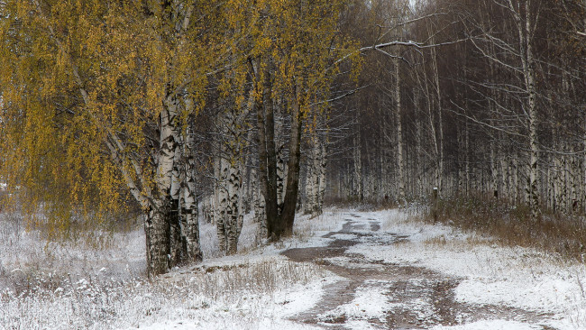 Обои картинки фото природа, дороги, березы, лес, снег, дорога