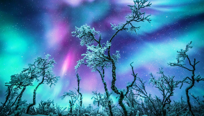 Обои картинки фото природа, северное сияние, иней, звезды, ветки, северное, сияние, небо, зима