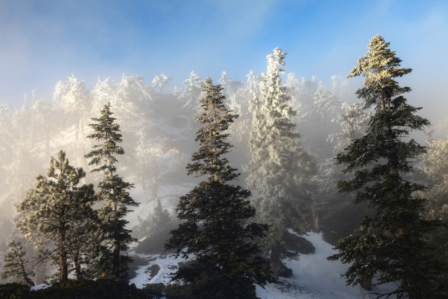 Обои картинки фото природа, зима, склон, ель, снег, деревья, небо