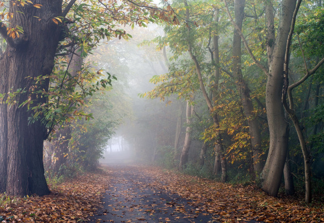 Обои картинки фото природа, дороги, дорога, туман, лес