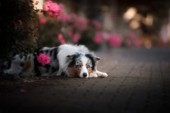 Картинка животные собаки взгляд цветы собака боке австралийская овчарка аусси