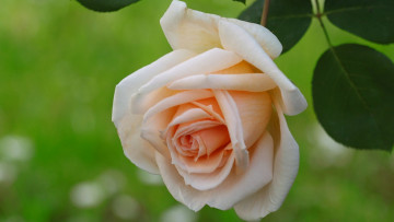 Картинка цветы розы макро роза бутон