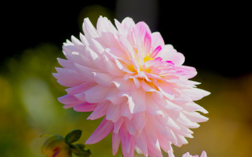 Картинка цветы георгины георгин розовый макро
