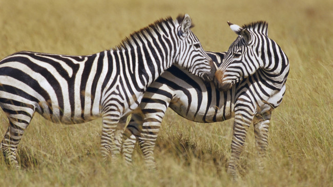 Обои картинки фото животные, зебры, пара, трава, саванна