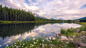 Картинка природа реки озера река лето ромашки отражение