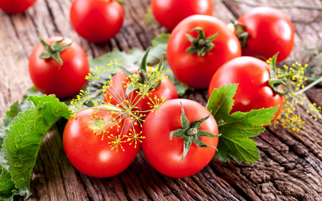 Обои картинки фото еда, помидоры, томаты, укроп