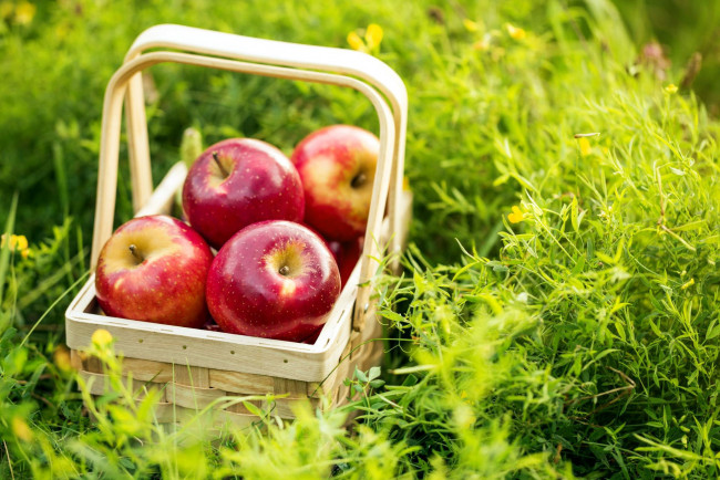 Обои картинки фото еда, яблоки, корзинка, краснобокие
