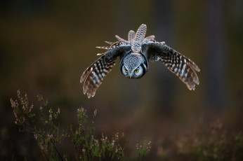 Картинка животные совы взгляд полет природа поза сова птица летит боке вереск пике размах крыльев