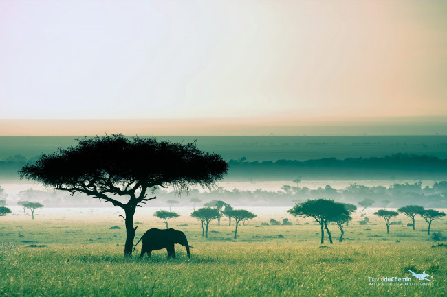 Обои картинки фото животные, слоны, слон, деревья, саванна