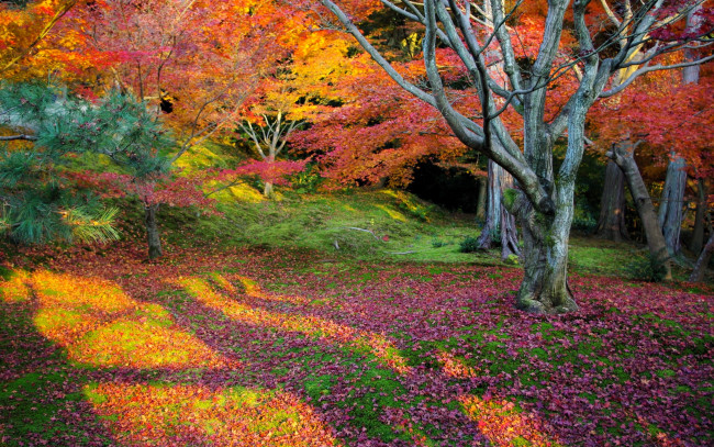 Обои картинки фото природа, лес, деревья, осень, листья