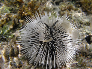 обоя white, sea, urchin, животные, морская, фауна