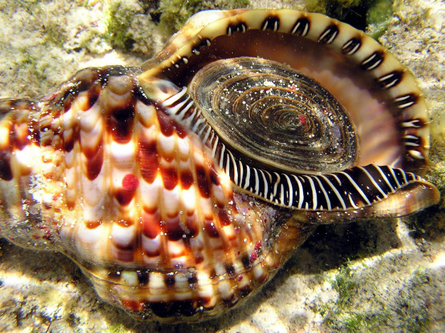 Обои картинки фото triton, shell, on, the, reef, животные, морская, фауна