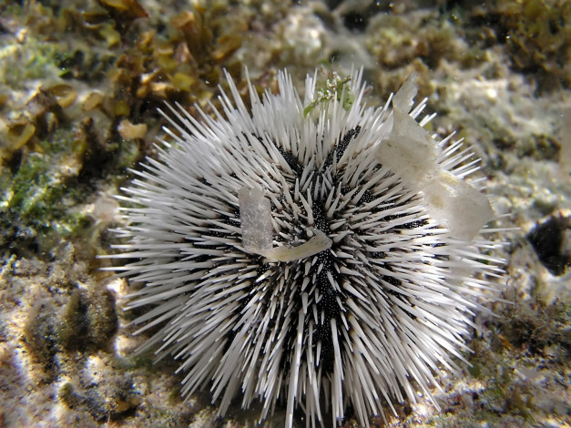 Обои картинки фото white, sea, urchin, животные, морская, фауна