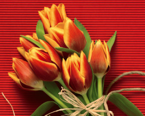 обоя цветы, только, для, тебя, тюльпаны