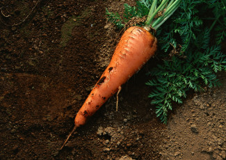 Картинка еда морковь свежая сочная вкусная
