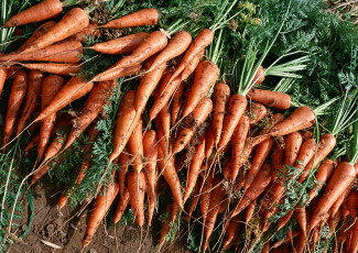 Картинка еда морковь свежая сочная вкусная