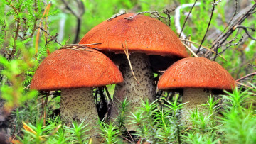 Картинка природа грибы краснюки