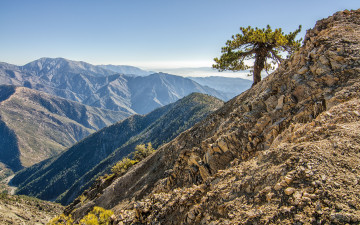 Картинка природа горы сосна дерево