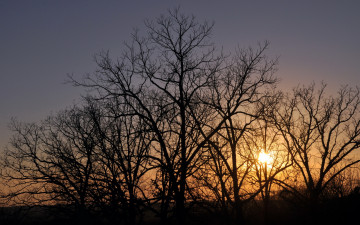 Картинка природа восходы закаты закат деревья