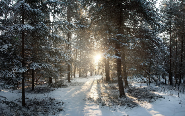 Обои картинки фото природа, зима, лучи, снег, лес