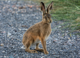 Картинка животные кролики +зайцы заяц русак