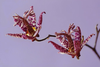Картинка цветы орхидеи природа лепестки цветок экзотика растение