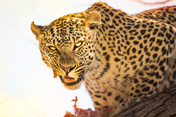 Картинка животные леопарды леопард взгляд