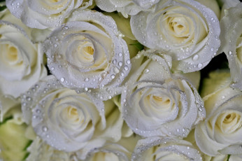 Картинка цветы розы капли букет макро