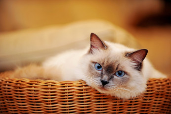 Картинка животные коты кот корзинка