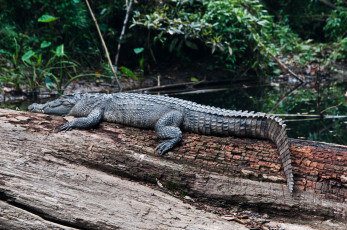 Картинка животные крокодилы река бревно крокодил