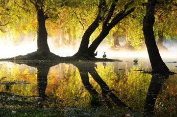 Картинка животные утки отражение озеро пруд парк
