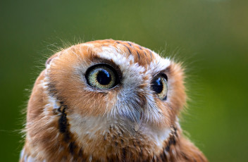 Картинка животные совы сова голова глаза оперение