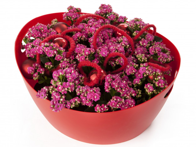 Обои картинки фото цветы, каланхоэ, вазон, красный, шарики