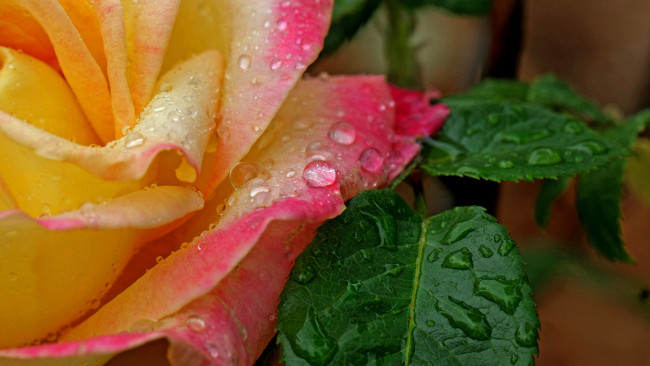 Обои картинки фото цветы, розы, цветок, роза, вода, капли, лепестки, листья