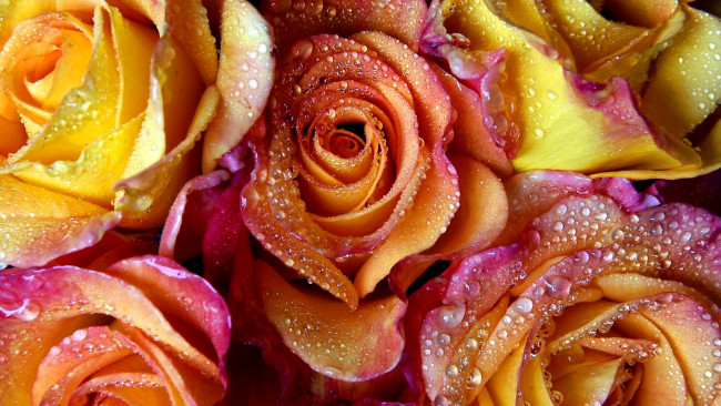 Обои картинки фото цветы, розы, лепестки, вода, капли, роса