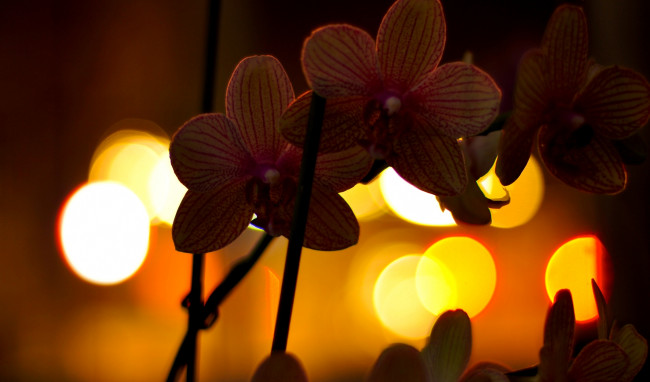 Обои картинки фото цветы, орхидеи, огни, ночь, орхидея, фаленопсис, ветка