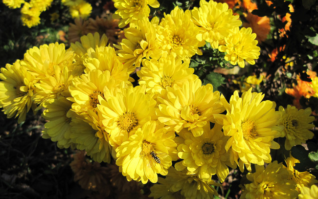 Обои картинки фото цветы, хризантемы, бутоны, желтые