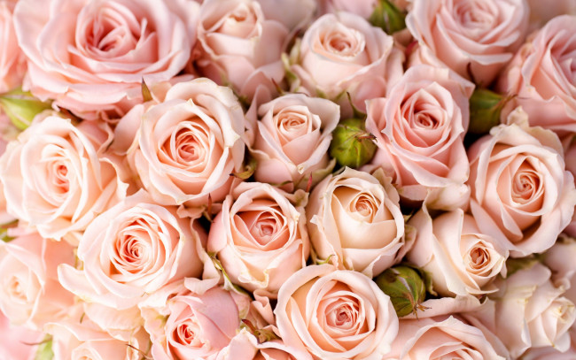 Обои картинки фото цветы, розы, bouquet, roses, flowers, букет