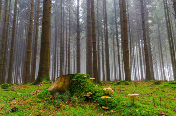 Картинка природа лес стволы ельник