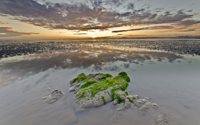 Обои картинки фото природа, побережье, отражение, камень, облака, водоросли, закат, поросль, мель, море