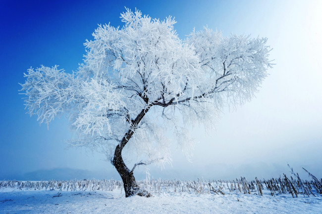 Обои картинки фото природа, деревья, зима, снег, дерево