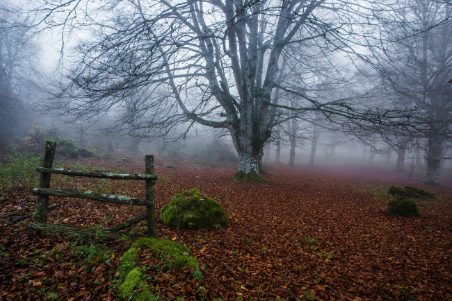 Обои картинки фото природа, деревья, туман