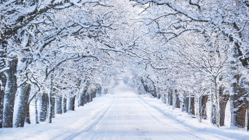 Картинка природа зима дорога снег деревья