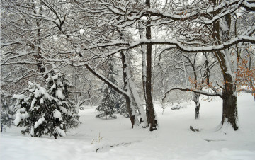 Картинка природа зима парк мороз снег деревья