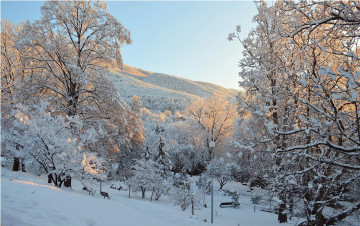 Картинка природа зима снег деревья парк мороз