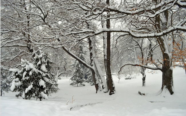 Обои картинки фото природа, зима, парк, мороз, снег, деревья