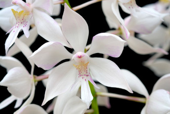 Картинка цветы орхидеи много белый
