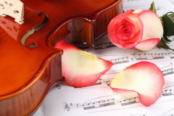 обоя музыка, музыкальные, инструменты, скрипка, цветок, роза, ноты